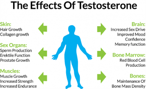 How Is Testosterone Made Inside The Body And Why It Is So Important ...